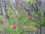 WARATAH FLOWERS