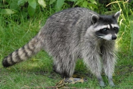 Racoon - racoon, bandit, fish, wildlife