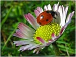 Ladybug