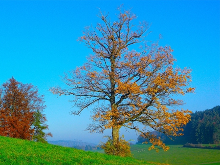 Tree - nature, sky, blue, green, summer, field