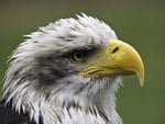 American Bald Eagle