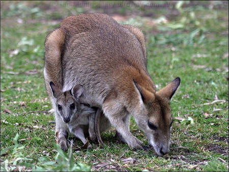 AGILE WALLABY - wallaby, mum, feeding, baby