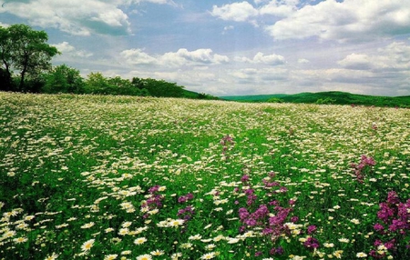 Flower field. - nature, sky, cloud, landscape, field, flower