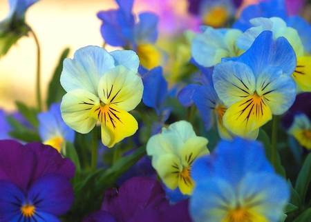 Pansies. - pansy, petal, colour, flower