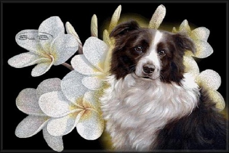 Dog and flowers. - collie, dog, plant, animal, flower