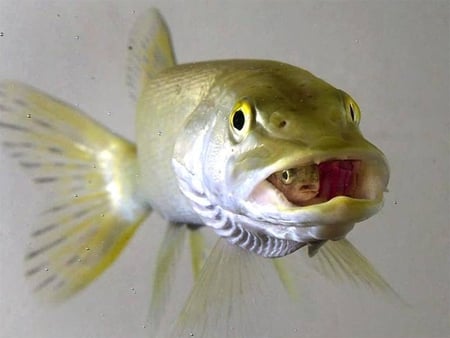 Please Don't Swallow! - small fish, water, fish, big fish