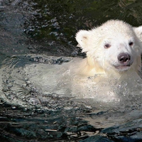 Polar Bear Cub