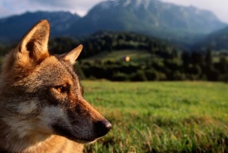 German Shepard - german shepard, canine, dog, grass