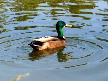 Mallard Duck - duck, mallard, lake, water