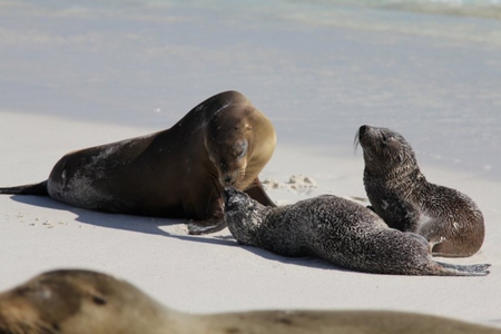 Seals - sand, ocean, seals, mammal