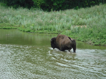 Bison - water, bison, buffalo, horns