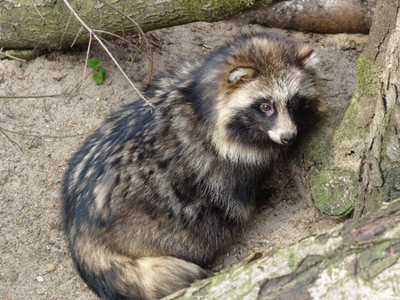 Baby Racoon - woods, baby racoon, racoon, baby