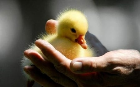 Baby Duck - baby duck, duck, quack, webfoot