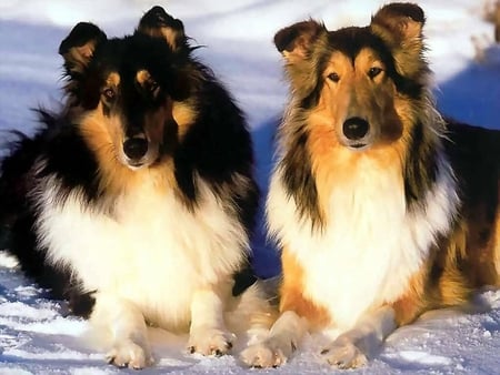 Collies - canine, long hair, dogs, collies