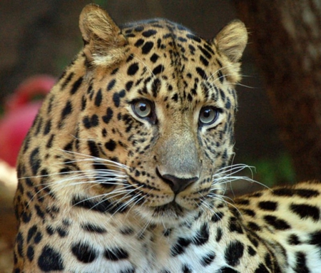 Leopard - prowl, leopard, jungle cat, cat