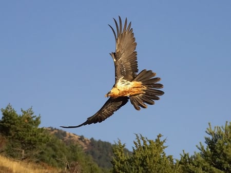 Eagle - bird, eagle, sky, flight