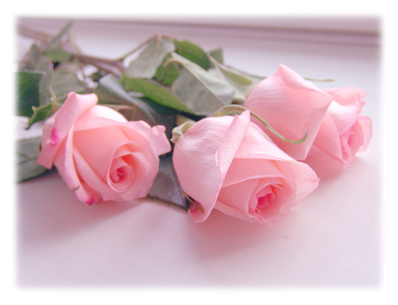 pink roses for you