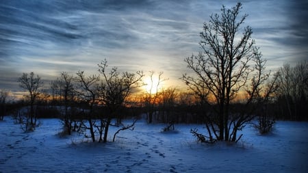 Early Winter Morn - sky, morning, winter, trees, sunrise, snow