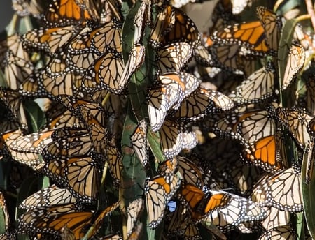 Monarch Wintering at Pismo Beach California - butterflies, tree, pismo, monarch