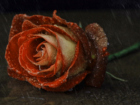 red rose in the rain - water, rose, red, rain