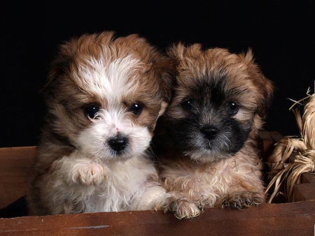 Kingston and Milly - cute, fur, puppies, two