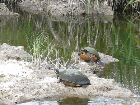 Red Bellied Turtles - rock, turtles, weeds, water