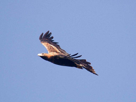 Wedge Tail Eagle in flight - eagle, wedge tail, australian, soaring