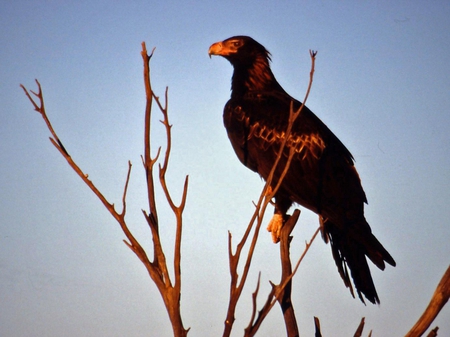 Wedge Tail Eagle - hunter, eagle, wedge tail, australian