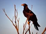 Wedge Tail Eagle