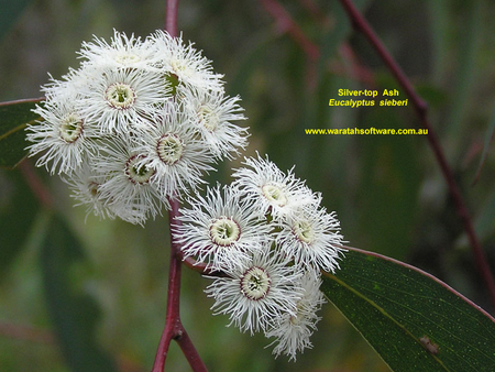 SILVER TOP ASH FLOWER - lovely, flower, tree, pretty