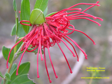 RED SPIDER FLOWER