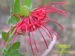 RED SPIDER FLOWER