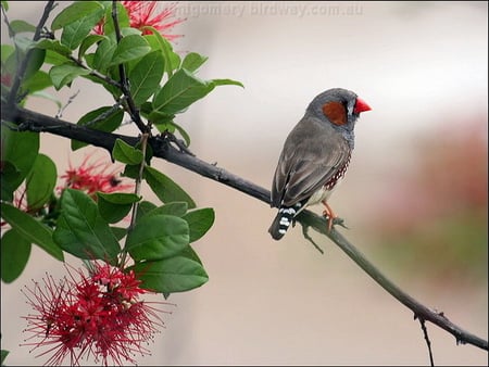 ZEBRA FINCH - bird, little, branch, tree