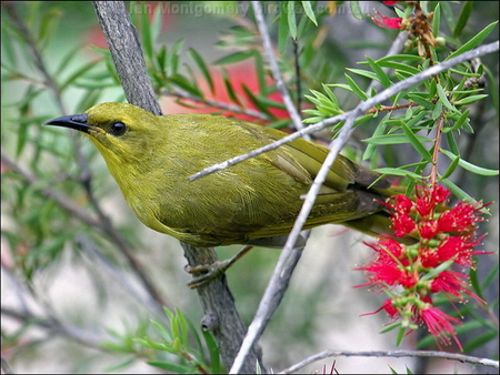 YELLOW HONEYEATER