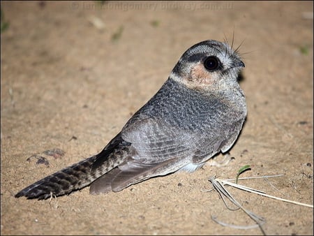 NIGHTJAR OWLET - watching, owl, cute, sitting