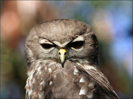 BARKING OWL - barking, owl, cute, watching