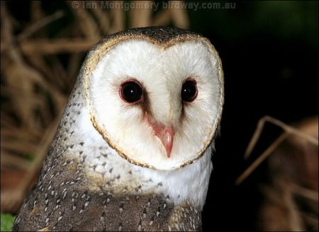 BARN OWL - watching, barn, owl, cute