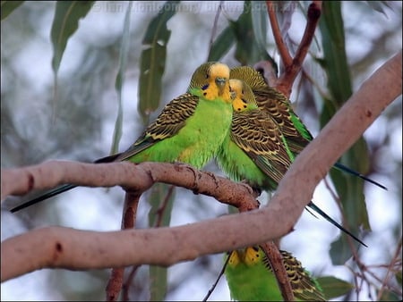 BUDGERIGARS - four, tree, branches, birds