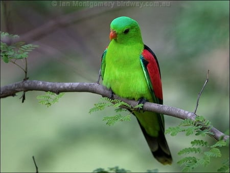 RED WINGED PARROT - beauty, green, branch, red