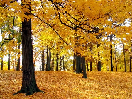 Golden Autumn - nature, autumn, golden, forest