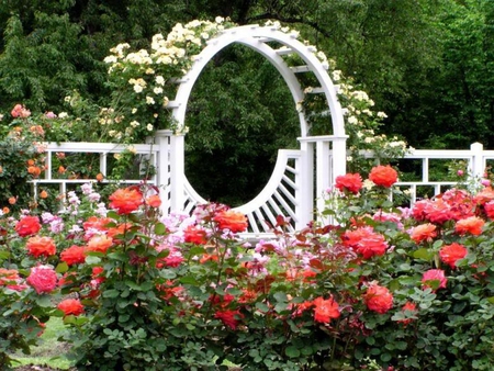 rose garden