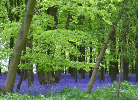 bluebell forest - trees, bluebells, nature, purple, green, spring, forest