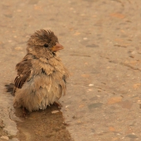 Cute Bird in the Rain