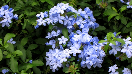 Blue Leadwort - shrub, delicate, blue, leaves