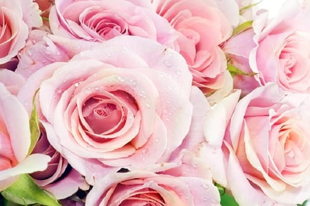 Roses - blossoms, rose, pretty, soft, beautiful, flowers, buds, delecate, plants, petals, nice, lovely, blooms, nature, bud