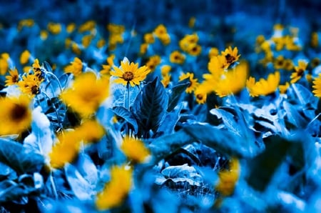 Yellow flowers - pretty, blooms, blossoms, beautiful, buds, bud, lovely, petals, light, flowers, splendid, nature, soft, plants, nice, delecate