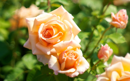 Yellow Rose - nature, yellow, rose, flower