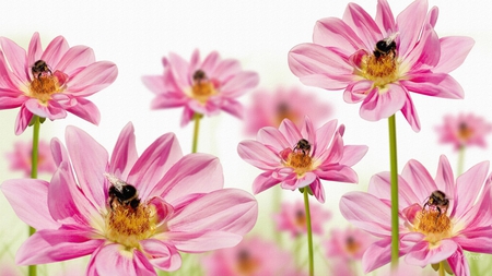 Bees and Gerberas - summer, bees, pink, wild flower, spring, gerbera, fresh, bugs, daisy