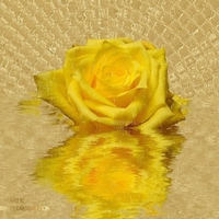 Yellow-Rose-In-The-Rain