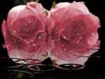 Pink_Roses_in_the_rain